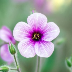 Violette