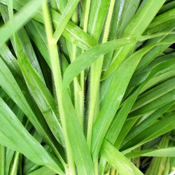 Vetiver Gingembre