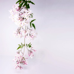 Jasmin