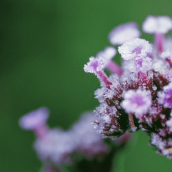Granité Verveine