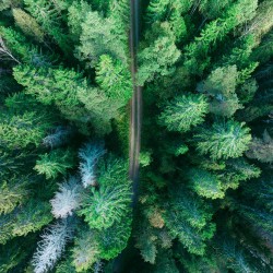 Forest Drive