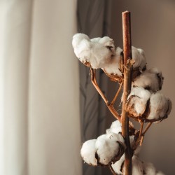 Brume de Coton