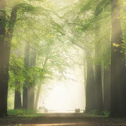 Arboretum